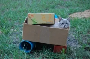 Майстер-клас танк для кота з картонної коробки (фото!) - кототека - найцікавіше про світ кішок (коти і коробки) Майстер-клас танк для кота з картонної коробки (фото!) - кототека - найцікавіше про світ кішок