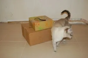 Майстер-клас танк для кота з картонної коробки (фото!) - кототека - найцікавіше про світ кішок (коробки) Майстер-клас танк для кота з картонної коробки (фото!) - кототека - найцікавіше про світ кішок