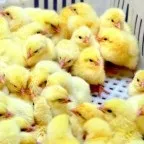 Мікоплазмоз у курей лікування симптоми хвороби, причини недуги (мікоплазмоз) Мікоплазмоз у курей лікування симптоми хвороби, причини недуги