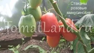 Минусинские томати