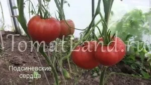 Минусинские томати