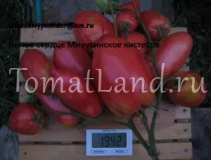 Минусинские томати