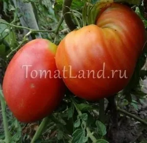 Минусинские томати