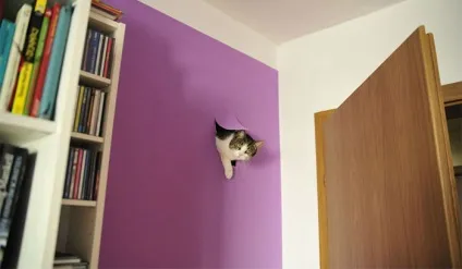 Міжнародний день котиків в картинках