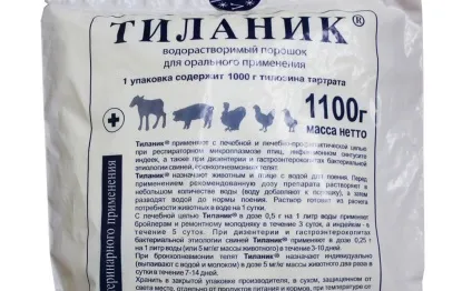 Мікоплазмоз у курей симптоми і лікування захворювання
