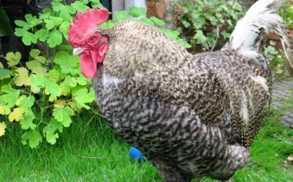 Мікоплазмоз у курей симптоми і лікування захворювання