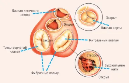 Мітральний клапан серця людини що це таке і де знаходиться (клапан) Мітральний клапан серця людини що це таке і де знаходиться