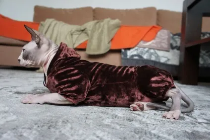 Модний одяг для сфінксів