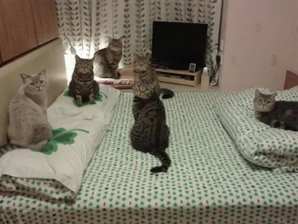 Міжнародний день котиків в картинках