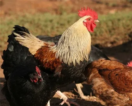 Мікоплазмоз у курей лікування симптоми хвороби, причини недуги (лікування) Мікоплазмоз у курей лікування симптоми хвороби, причини недуги