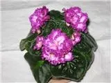 Мої улюблені безимяшкі, фіалки (сенполії) (дуже схожа сорт) Мої улюблені безимяшкі, фіалки (сенполії)