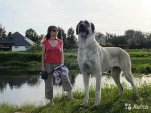 Чи можна цуценятам сире м'ясо, мій щеня (м'ясо) Чи можна цуценятам сире м'ясо, мій щеня