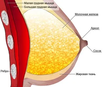 Молочна залоза, її функції, будова і захворювання (молочна) Молочна залоза, її функції, будова і захворювання