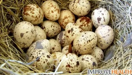 Чи можна їсти перепелині яйця сирими і яка від них користь (перепелині) Чи можна їсти перепелині яйця сирими і яка від них користь