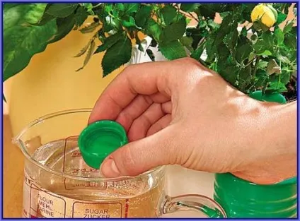 Чи можна поливати кімнатні квіти пивом (видохлося) (пивом) Чи можна поливати кімнатні квіти пивом (видохлося)