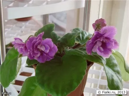 Мої улюблені безимяшкі, фіалки (сенполії) (фіалки) Мої улюблені безимяшкі, фіалки (сенполії)