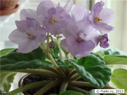 Мої улюблені безимяшкі, фіалки (сенполії) (дуже схожа сорт) Мої улюблені безимяшкі, фіалки (сенполії)