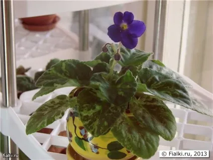 Мої улюблені безимяшкі, фіалки (сенполії) (фіалки) Мої улюблені безимяшкі, фіалки (сенполії)