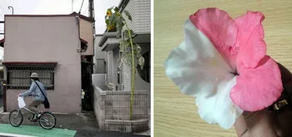 Мутанти в околицях Фукусіми, світ таємниць (мутація комах) Мутанти в околицях Фукусіми, світ таємниць