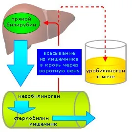 Уробилиноген в сечі