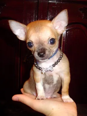 Розумні і рухливі, порода собак чихуахуа або chihuahua (чихуахуа) Розумні і рухливі, порода собак чихуахуа або chihuahua