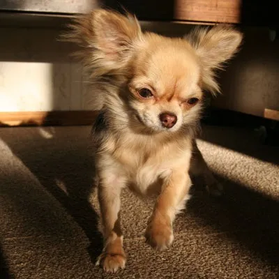 Розумні і рухливі, порода собак чихуахуа або chihuahua (chihuahua) Розумні і рухливі, порода собак чихуахуа або chihuahua