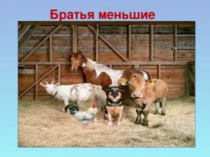 Урок витоки по темі брати менші, проведений у 2 класі (початкові класи уроки урок витоки по темі: & quot; брати менші & quot;) Урок витоки по темі брати менші, проведений у 2 класі