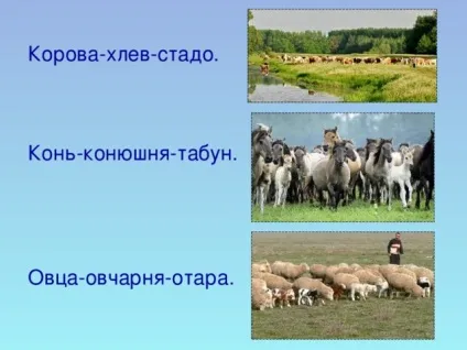Урок витоки по темі брати менші, проведений у 2 класі ( «Про кого кажуть Турбота) Урок витоки по темі брати менші, проведений у 2 класі
