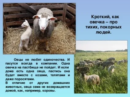 Урок витоки по темі брати менші, проведений у 2 класі (кажуть Турбота тварин) Урок витоки по темі брати менші, проведений у 2 класі