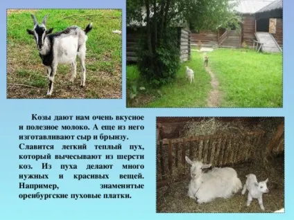 Урок витоки по темі брати менші, проведений у 2 класі ( «Про кого кажуть Турбота) Урок витоки по темі брати менші, проведений у 2 класі