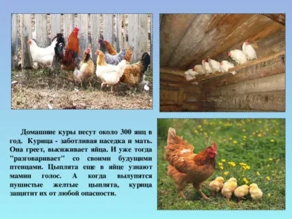 Урок витоки по темі брати менші, проведений у 2 класі (урок) Урок витоки по темі брати менші, проведений у 2 класі