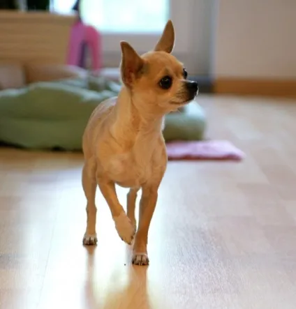 Розумні і рухливі, порода собак чихуахуа або chihuahua (собак) Розумні і рухливі, порода собак чихуахуа або chihuahua