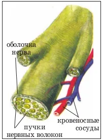 нервова тканина