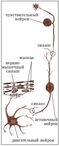нервова тканина