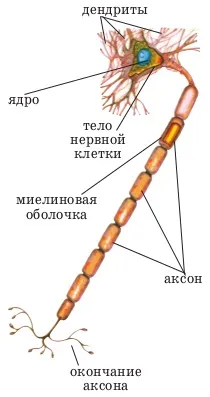 нервова тканина
