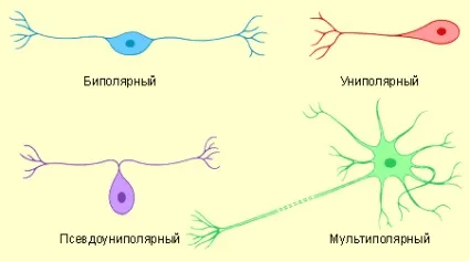 нервова тканина