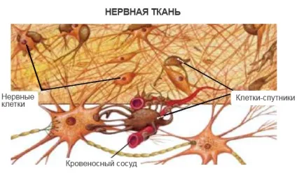 нервова тканина