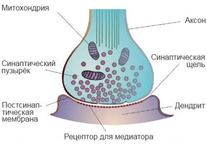 нервова тканина