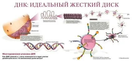 Неймовірно! Слова, які викликають мутагенний ефект жахливої сили (генетика) Неймовірно! Слова, які викликають мутагенний ефект жахливої сили