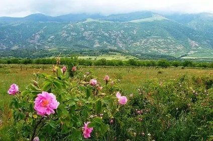 Кілька слів про болгарської олійної троянди (кілька) Кілька слів про болгарської олійної троянди