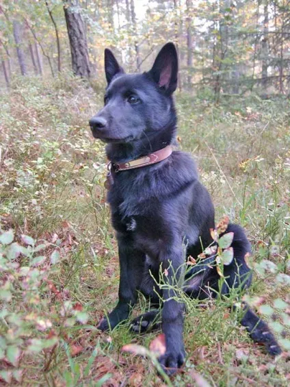 Норвезька елкхаунд - лосина лайка - паростки життя (norsk elghund gra) Норвезька елкхаунд - лосина лайка - паростки життя