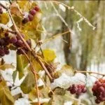 обрізка винограду