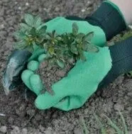 обрізка винограду
