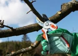 Обрізка плодових дерев восени