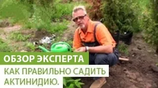 Обрізка актинідії - правила і особливості (особливості) Обрізка актинідії - правила і особливості