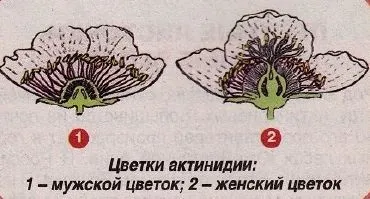 Обрізка актинідії - правила і особливості (актинідії) Обрізка актинідії - правила і особливості