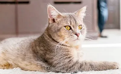 Чи слід каструвати кота
