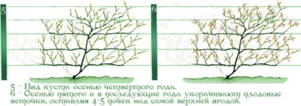Обрізка актинідії - правила і особливості (особливості) Обрізка актинідії - правила і особливості