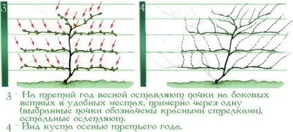 Обрізка актинідії - правила і особливості (Вафельная Доктор Шимановський) Обрізка актинідії - правила і особливості