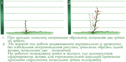Обрізка актинідії - правила і особливості (обрізка) Обрізка актинідії - правила і особливості